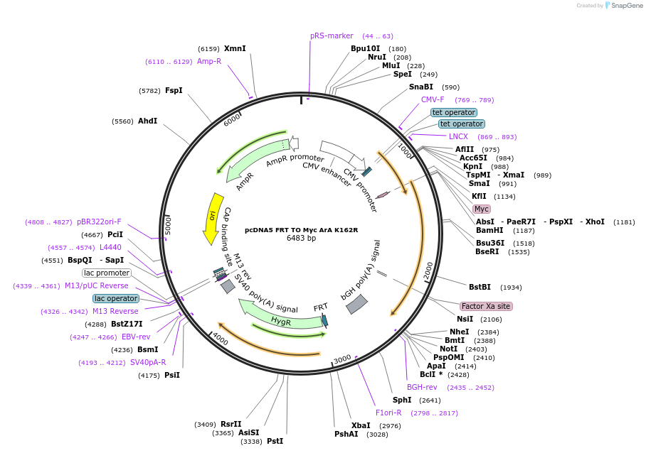 59805-plasmid-map-sequence-id-94494