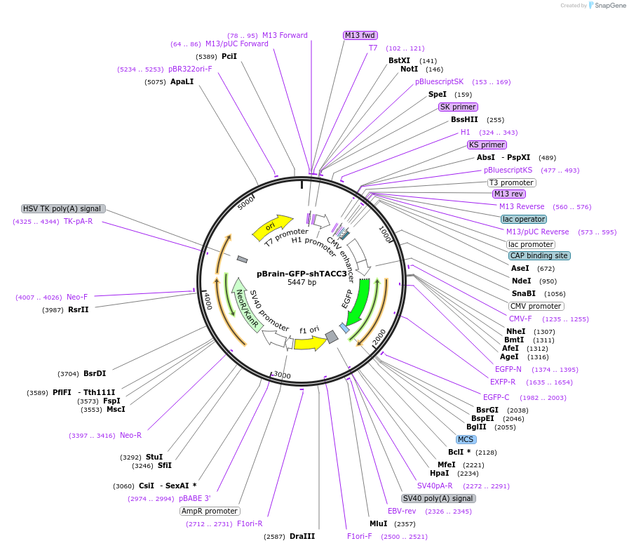 59355-plasmid-map-sequence-id-94539