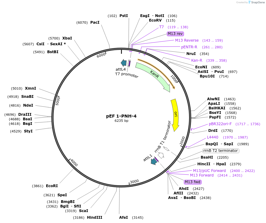 20083-plasmid-map-sequence-id-9455