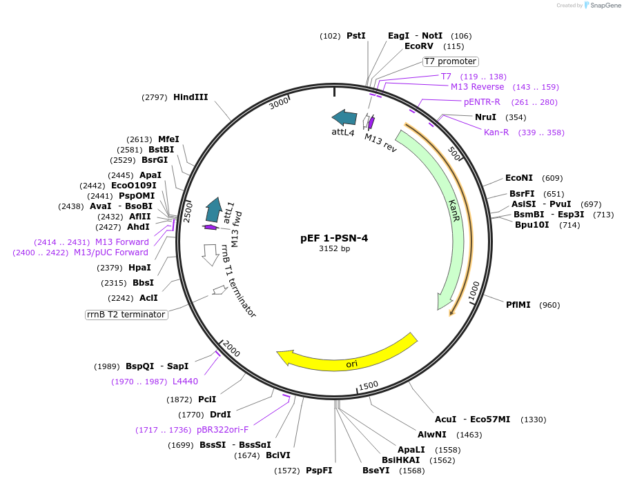20084-plasmid-map-sequence-id-9456