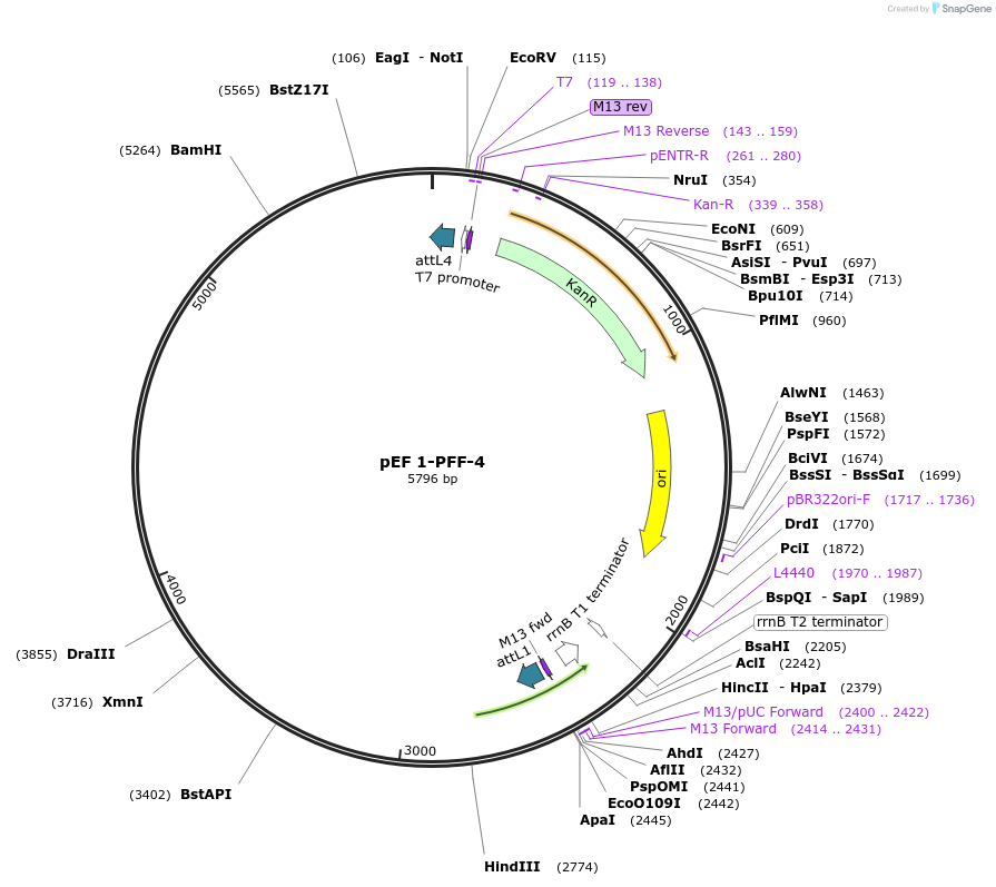 20085-plasmid-map-sequence-id-9457