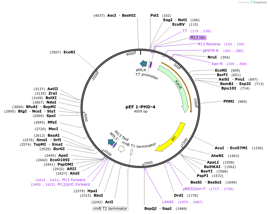 20088-plasmid-map-sequence-id-9460