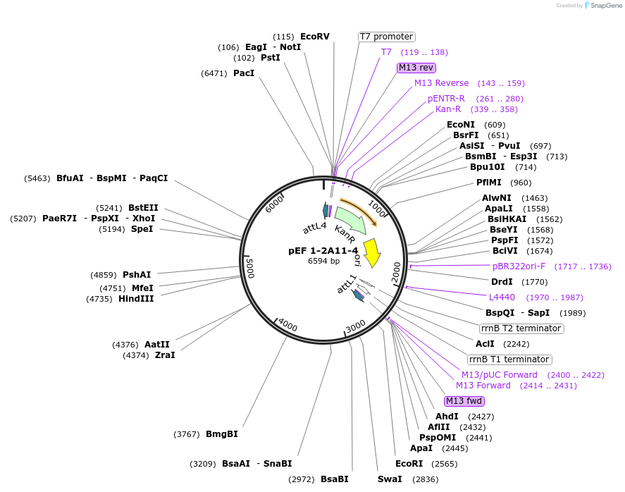 20089-plasmid-map-sequence-id-9461