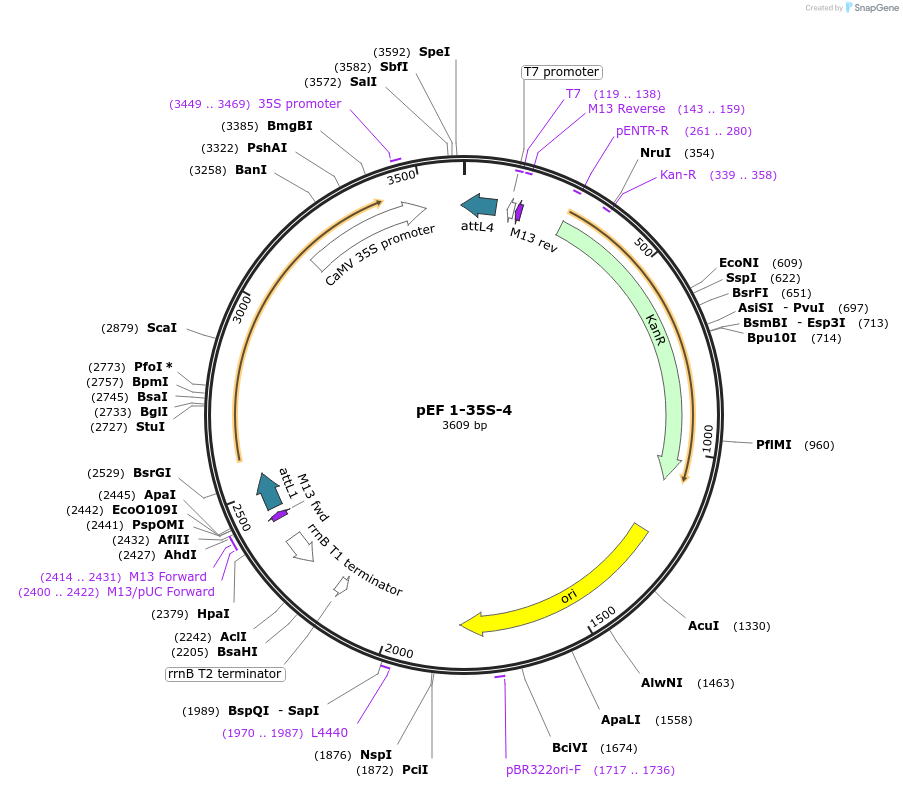 20091-plasmid-map-sequence-id-9463