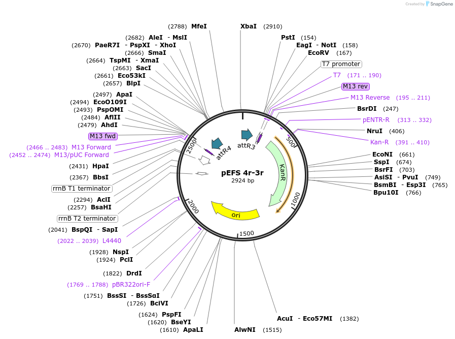 20100-plasmid-map-sequence-id-9470