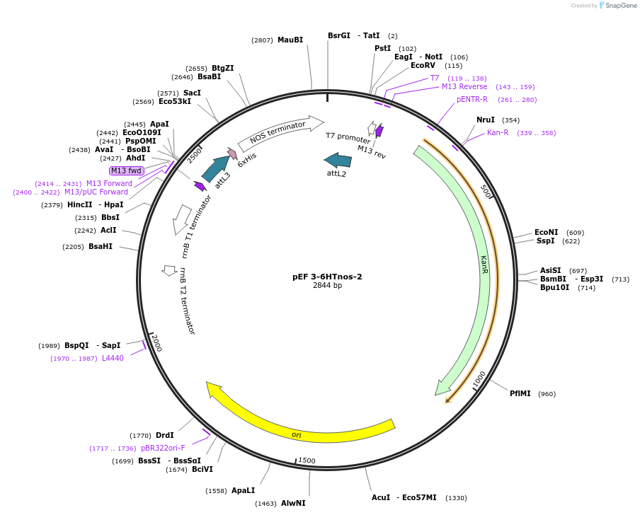 20102-plasmid-map-sequence-id-9472
