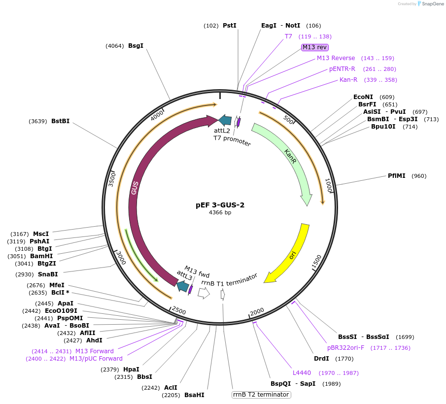 20104-plasmid-map-sequence-id-9474