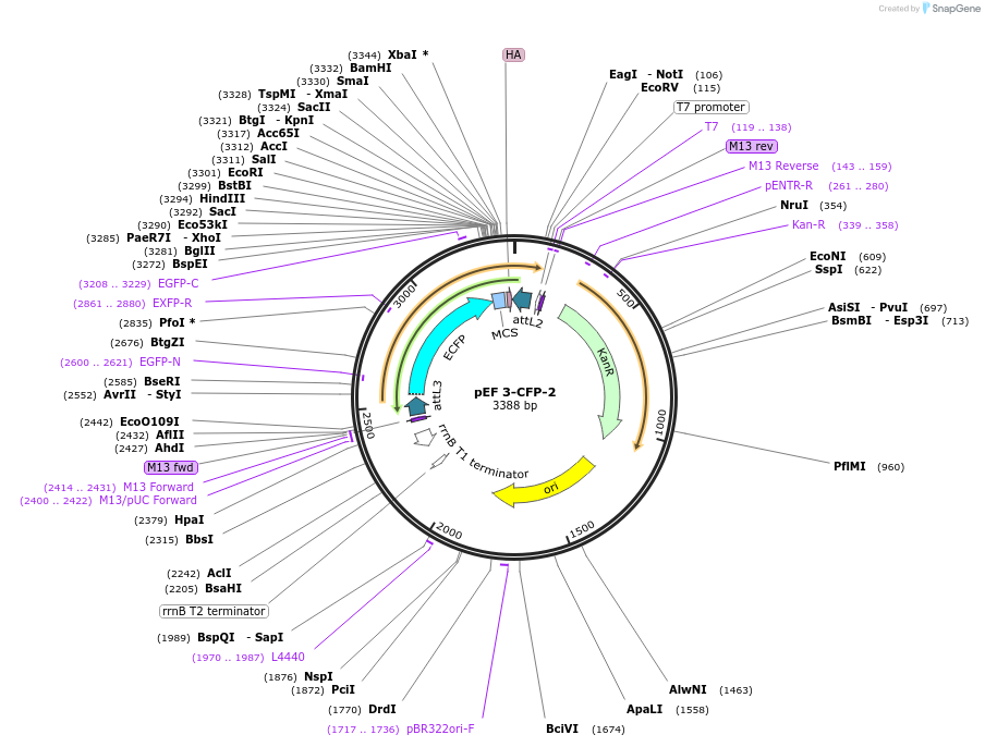 20105-plasmid-map-sequence-id-9475