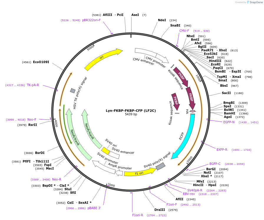 20149-plasmid-map-sequence-id-9486