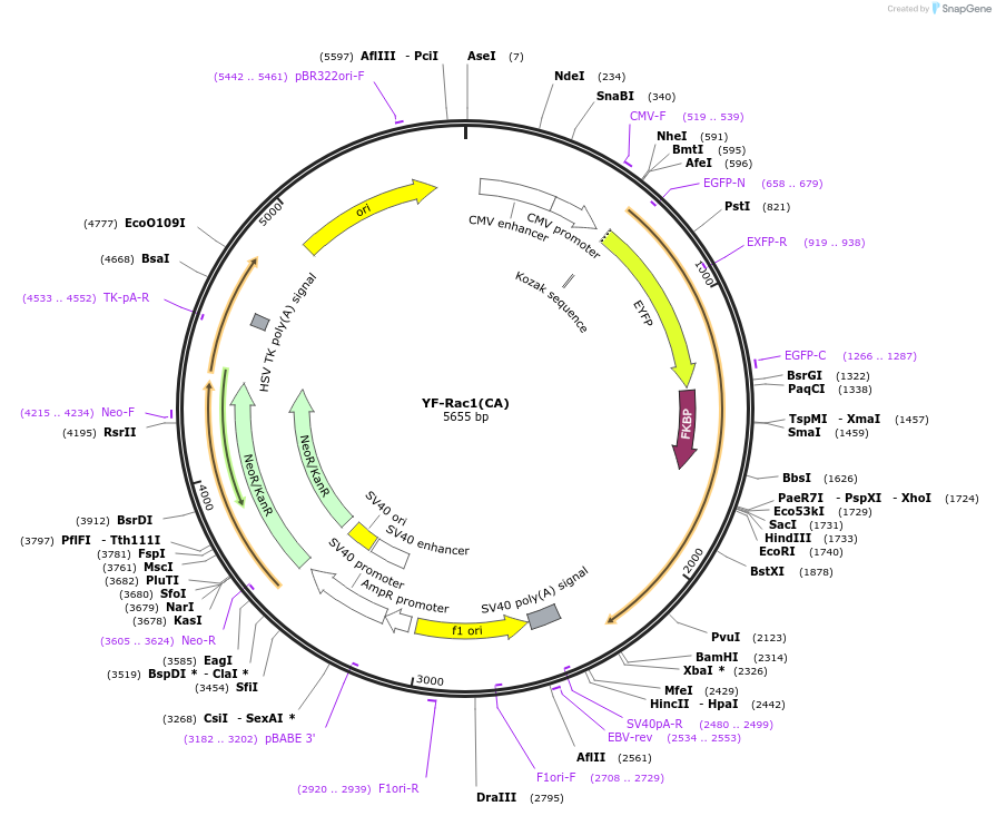20150-plasmid-map-sequence-id-9487