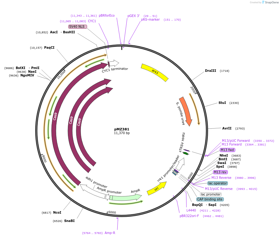 59899-plasmid-map-sequence-id-94872