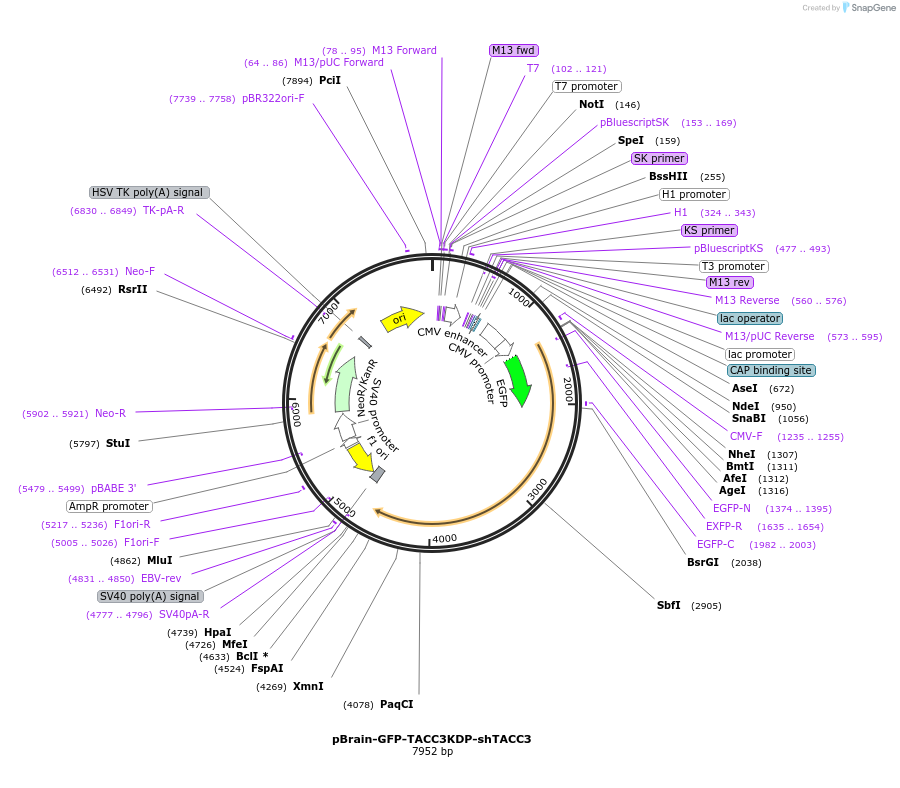 59356-plasmid-map-sequence-id-94885