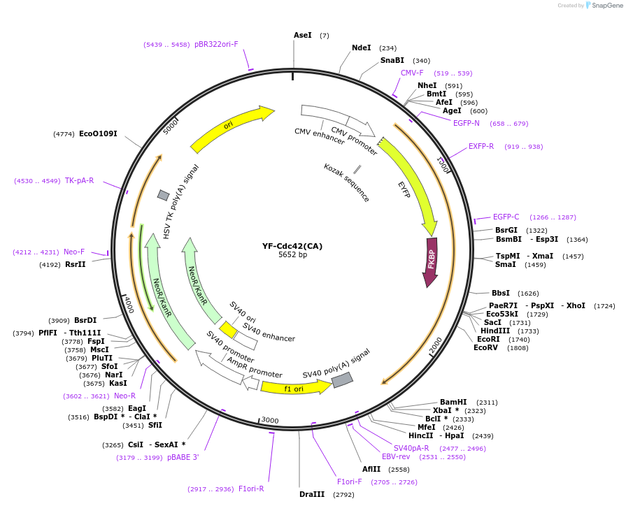 20152-plasmid-map-sequence-id-9489