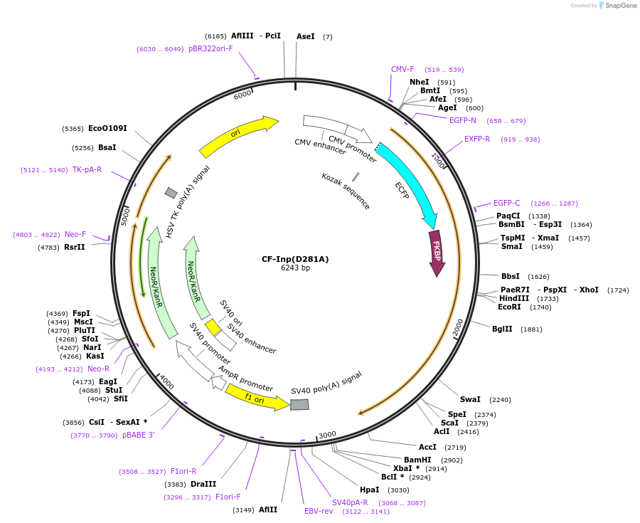 20156-plasmid-map-sequence-id-9493