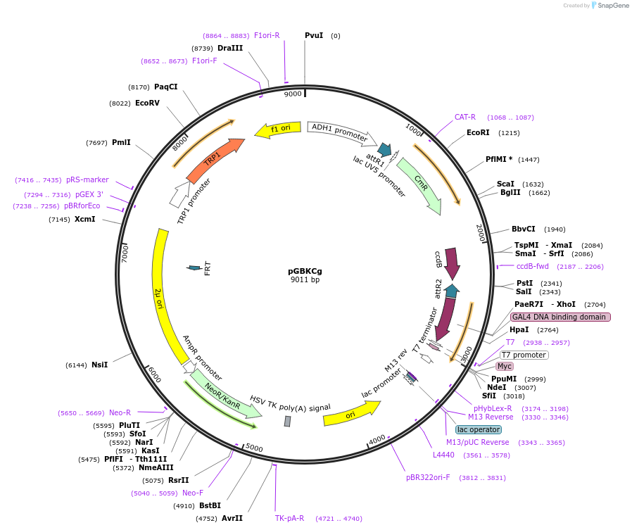 20162-plasmid-map-sequence-id-9499