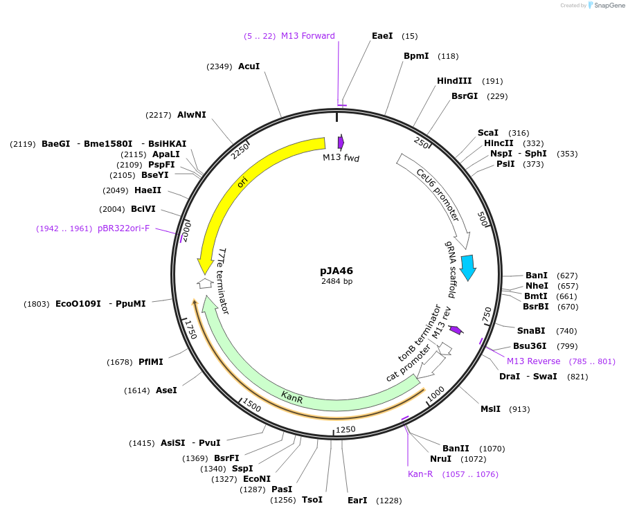 59928-plasmid-map-sequence-id-95018
