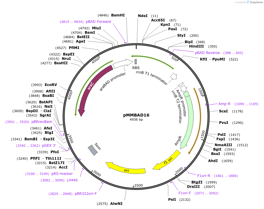 20176-plasmid-map-sequence-id-9507