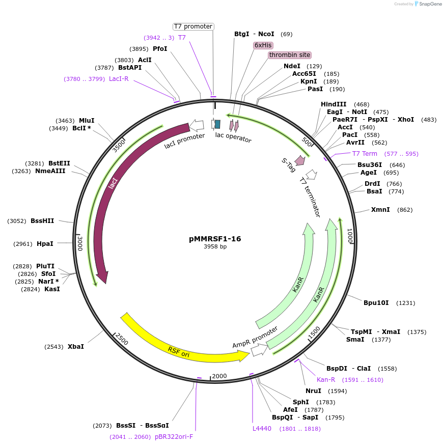 20177-plasmid-map-sequence-id-9508