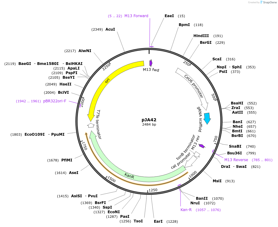 59930-plasmid-map-sequence-id-95088