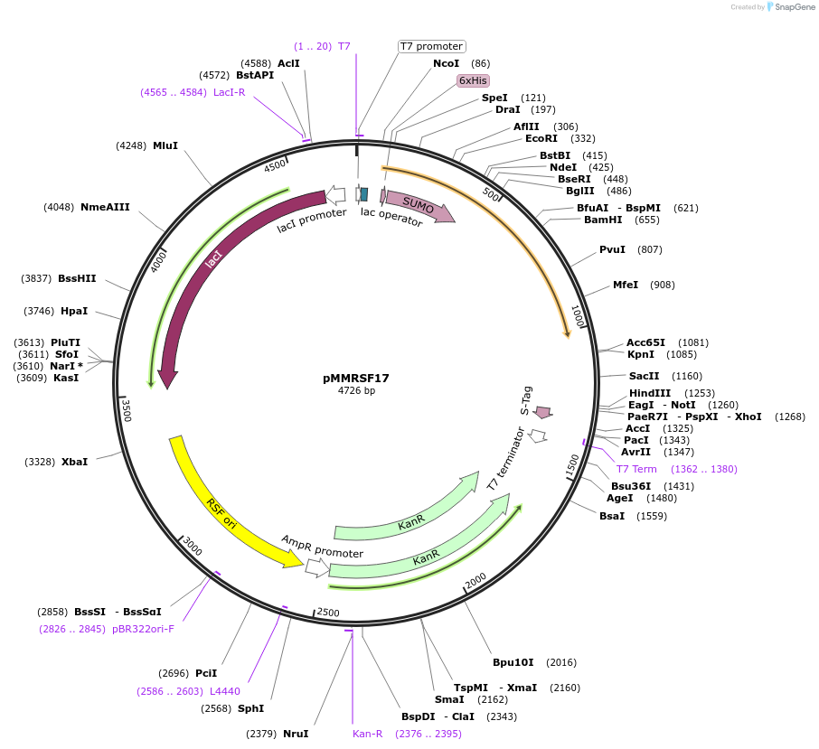 20178-plasmid-map-sequence-id-9509