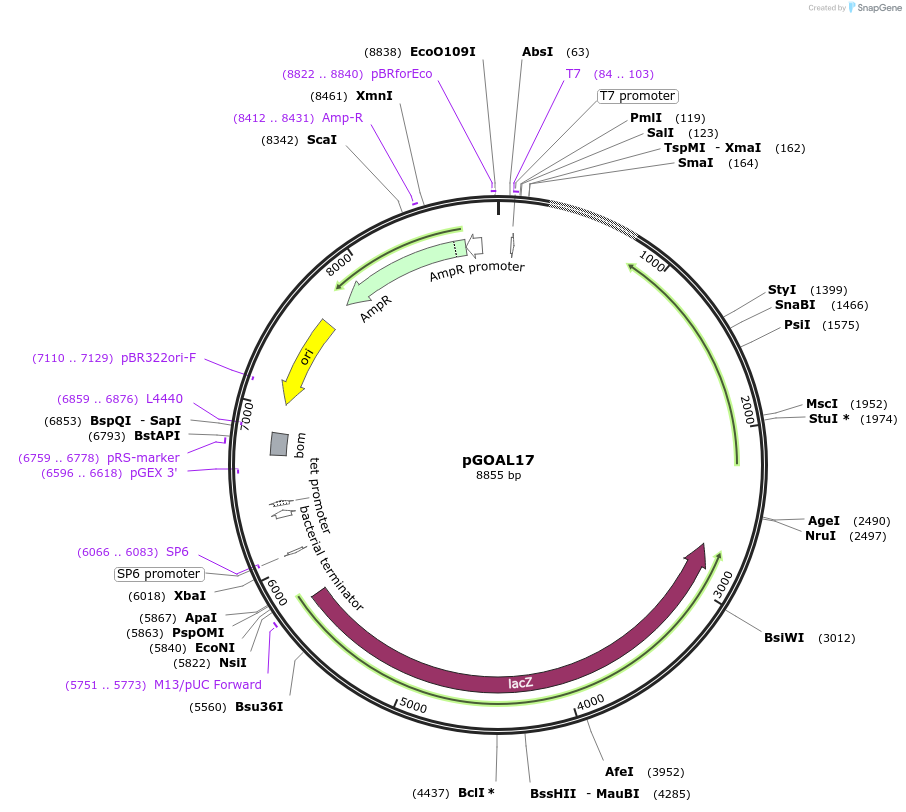 20189-plasmid-map-sequence-id-9512