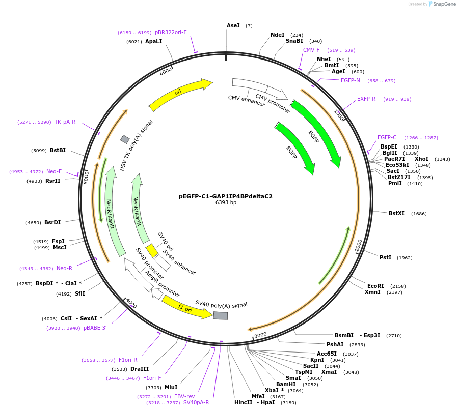 20199-plasmid-map-sequence-id-9514