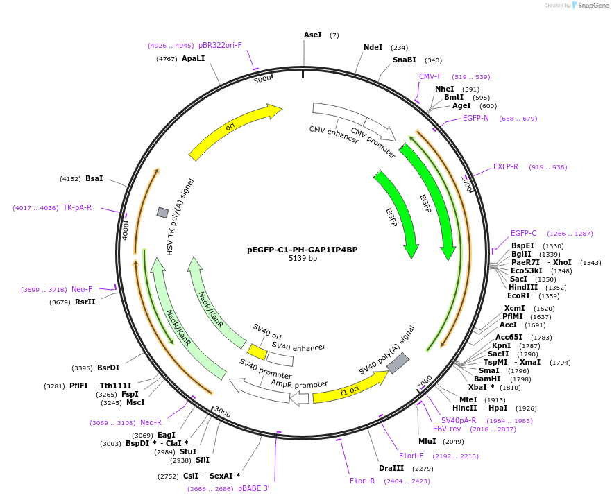 20200-plasmid-map-sequence-id-9515