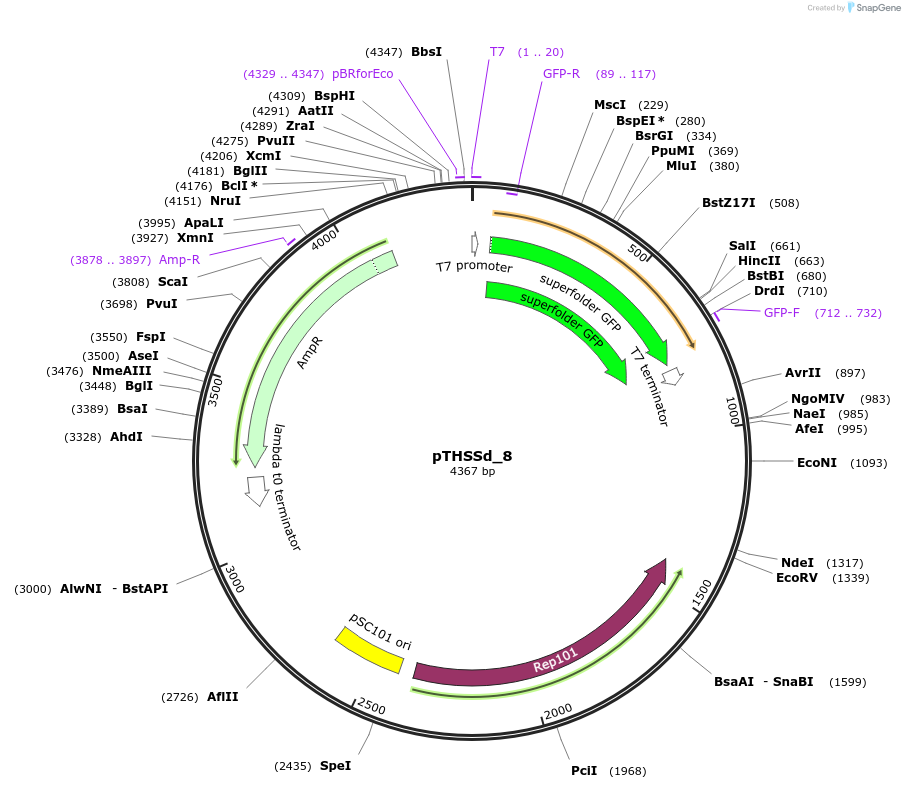 59948-plasmid-map-sequence-id-95181