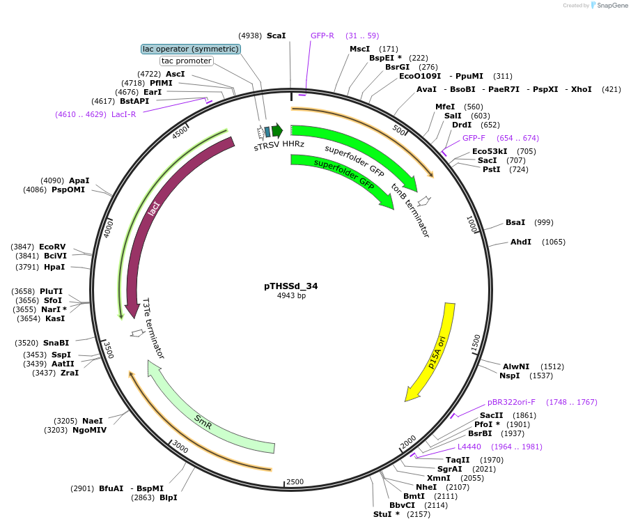 59960-plasmid-map-sequence-id-95207