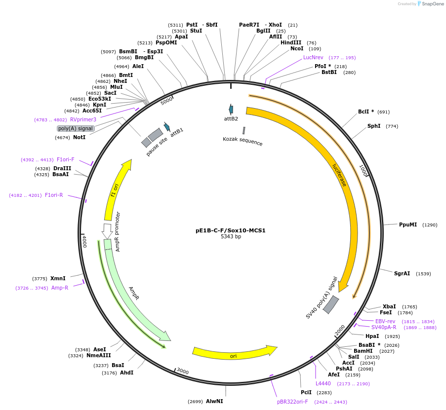 20238-plasmid-map-sequence-id-9521