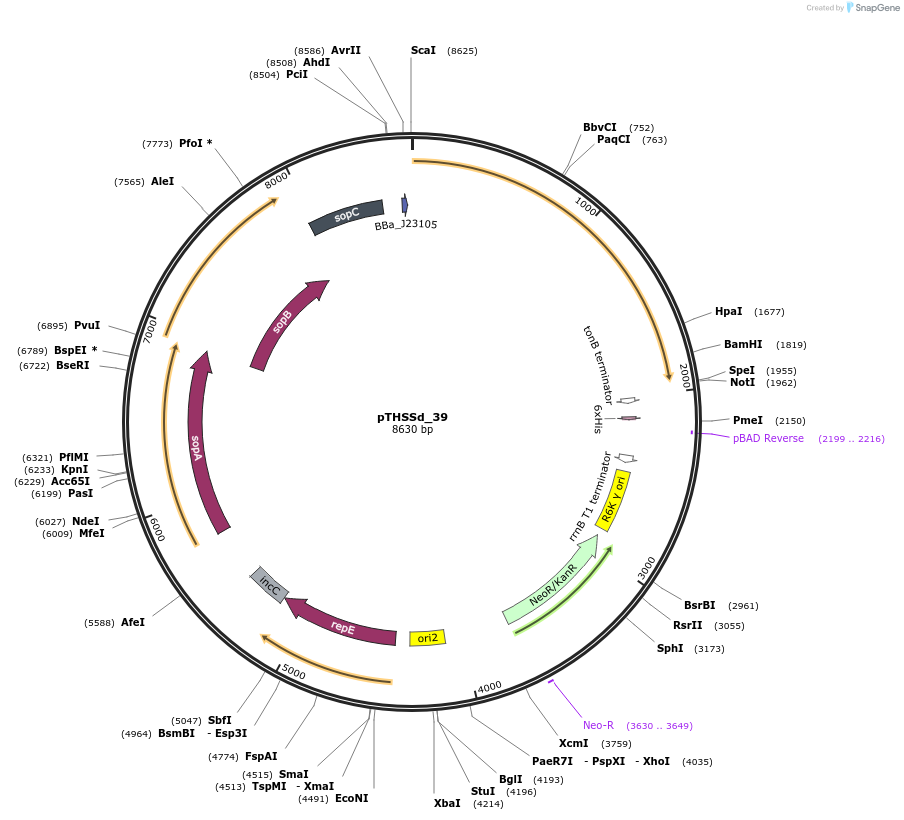 59962-plasmid-map-sequence-id-95211