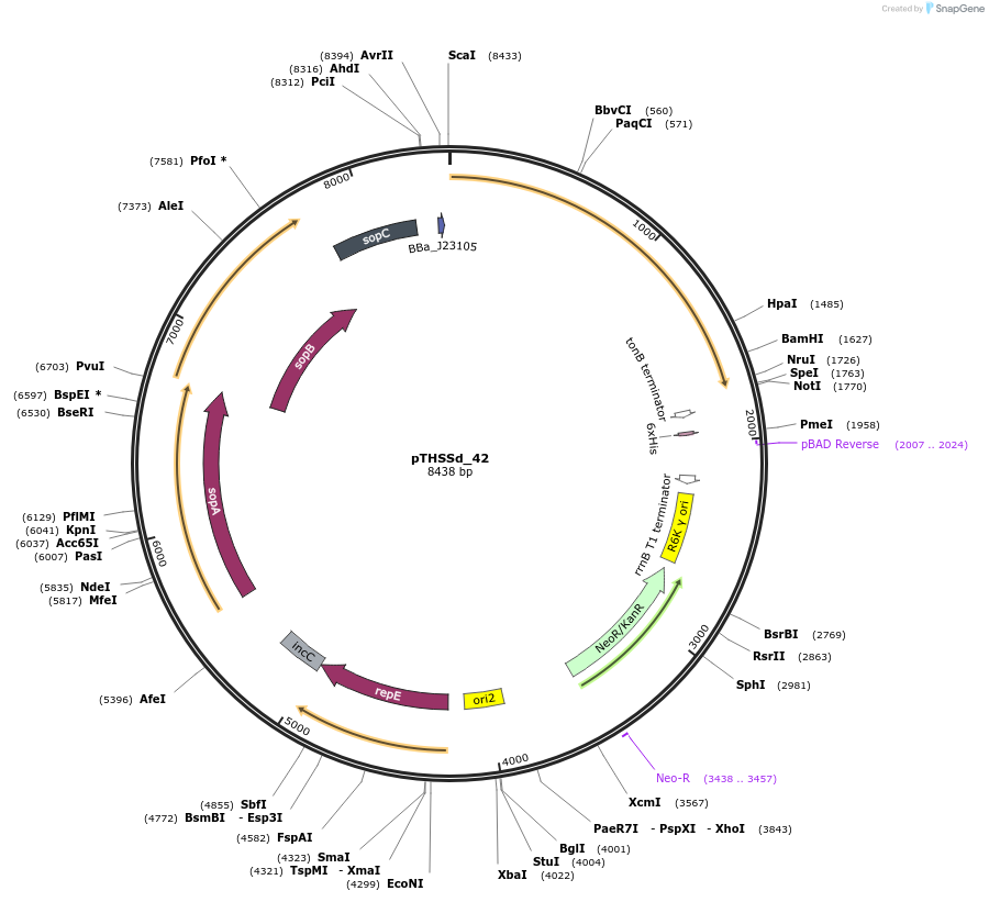 59965-plasmid-map-sequence-id-95217
