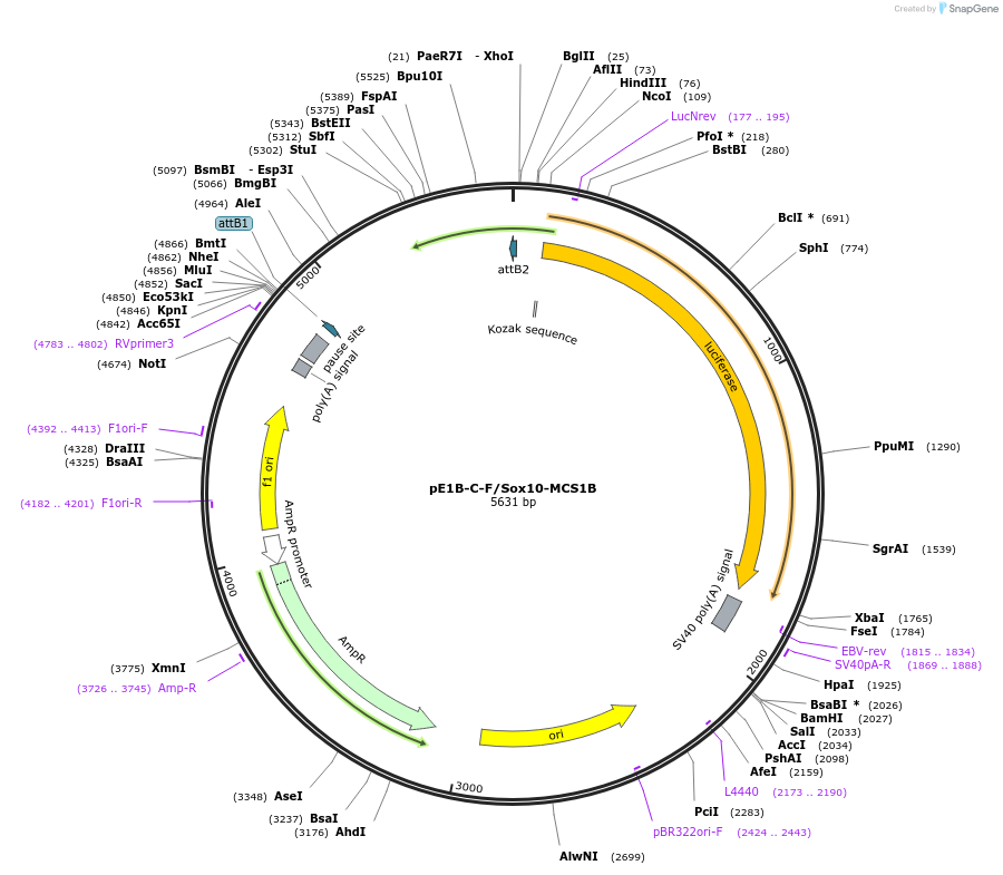20239-plasmid-map-sequence-id-9522