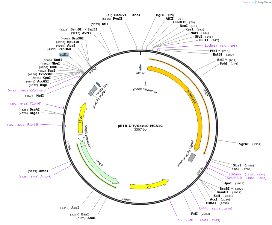 20240-plasmid-map-sequence-id-9523