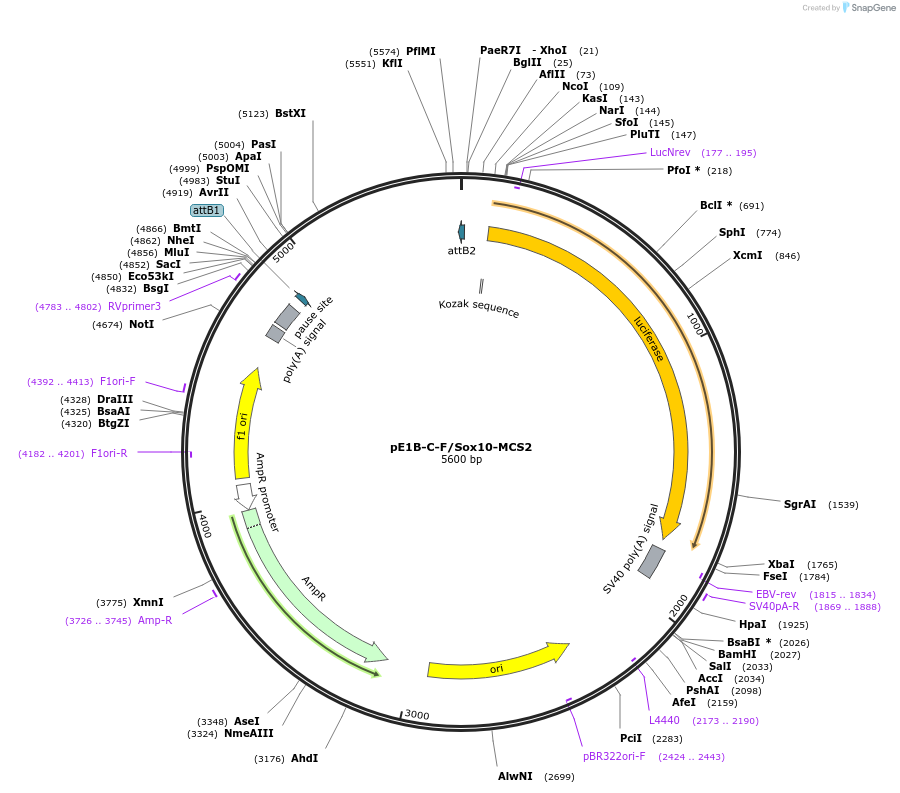 20241-plasmid-map-sequence-id-9524