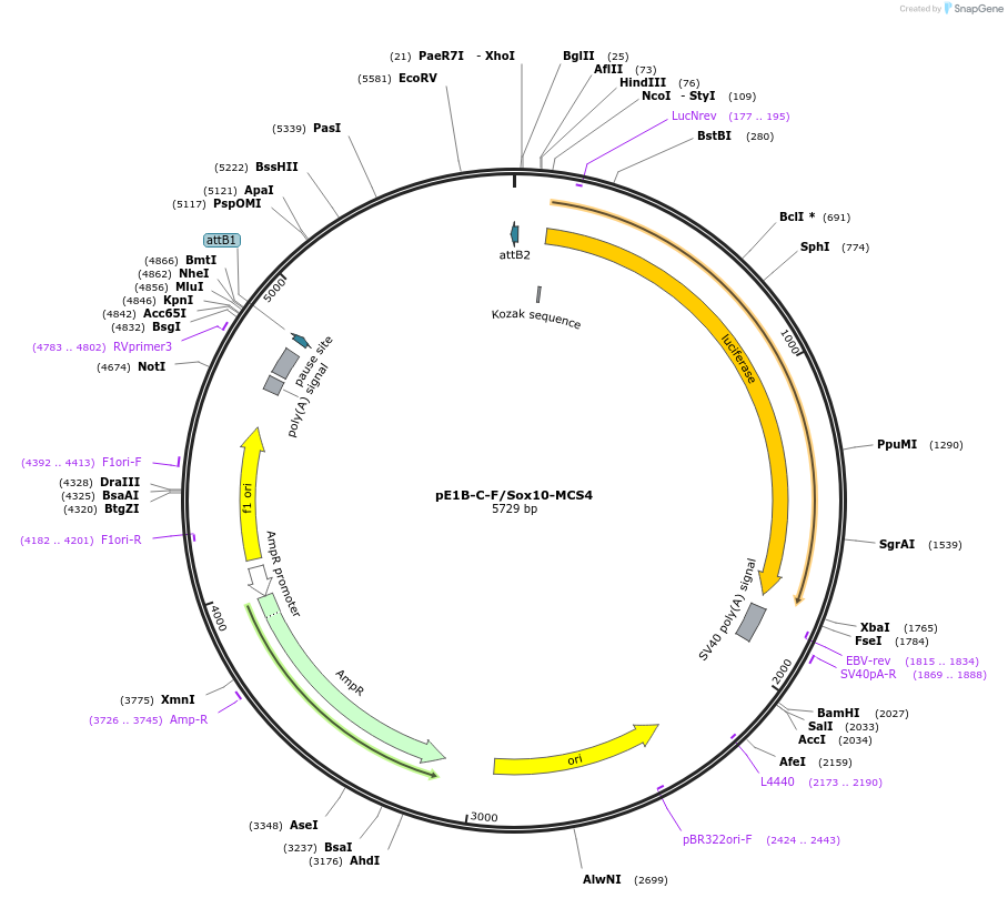20243-plasmid-map-sequence-id-9526