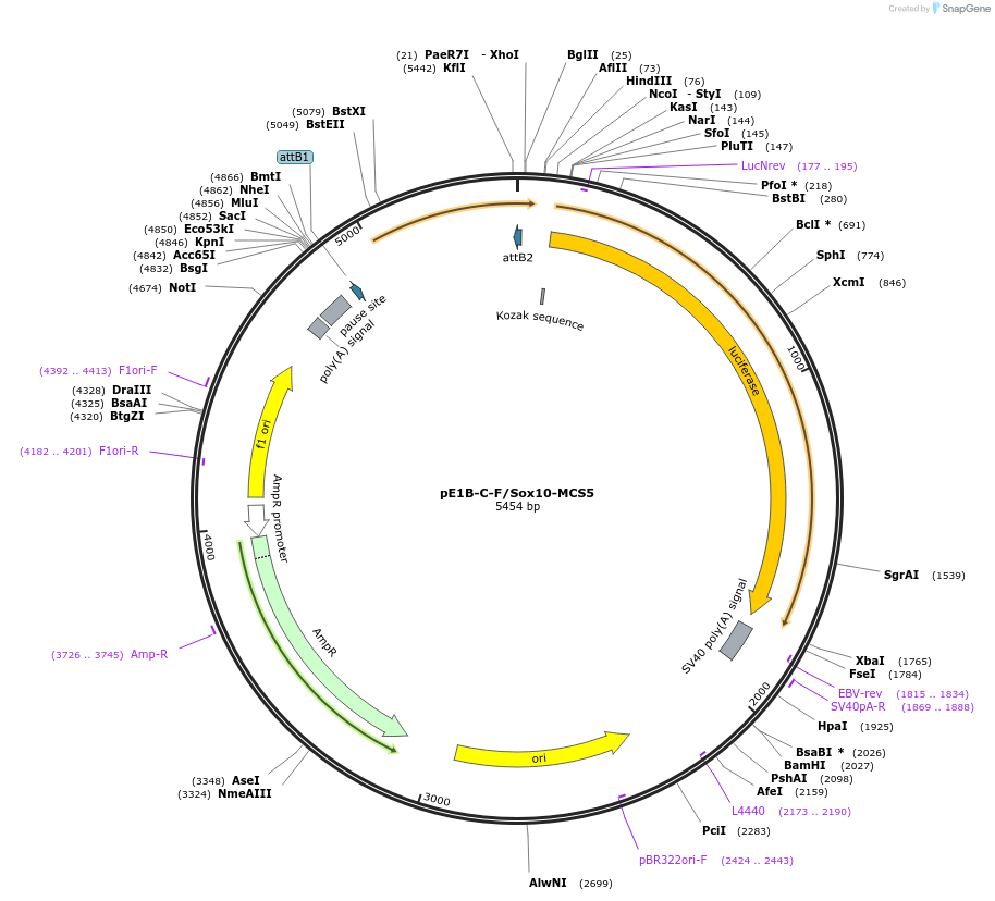 20244-plasmid-map-sequence-id-9527