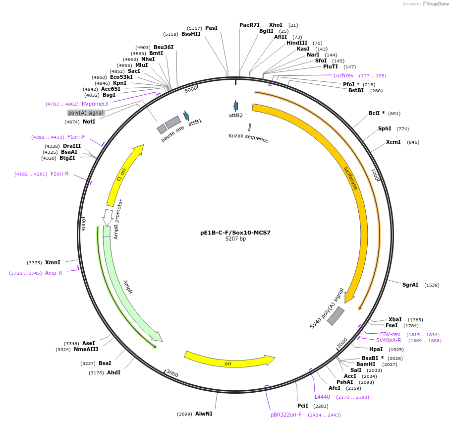 20246-plasmid-map-sequence-id-9529