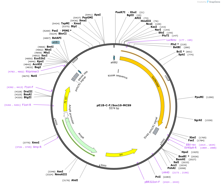 20248-plasmid-map-sequence-id-9531