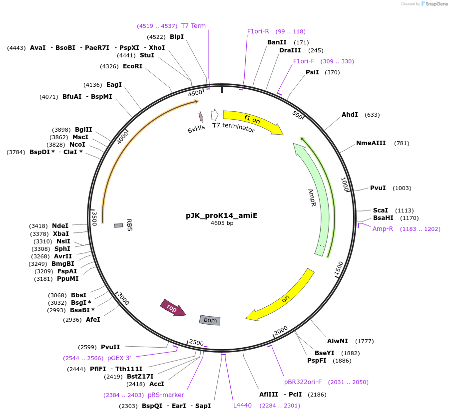59839-plasmid-map-sequence-id-95474