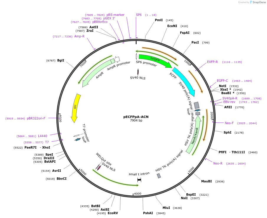 20301-plasmid-map-sequence-id-9548