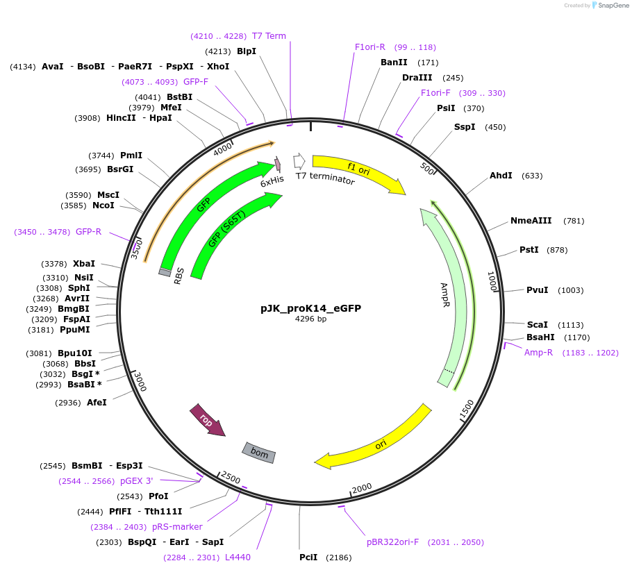 59848-plasmid-map-sequence-id-95482
