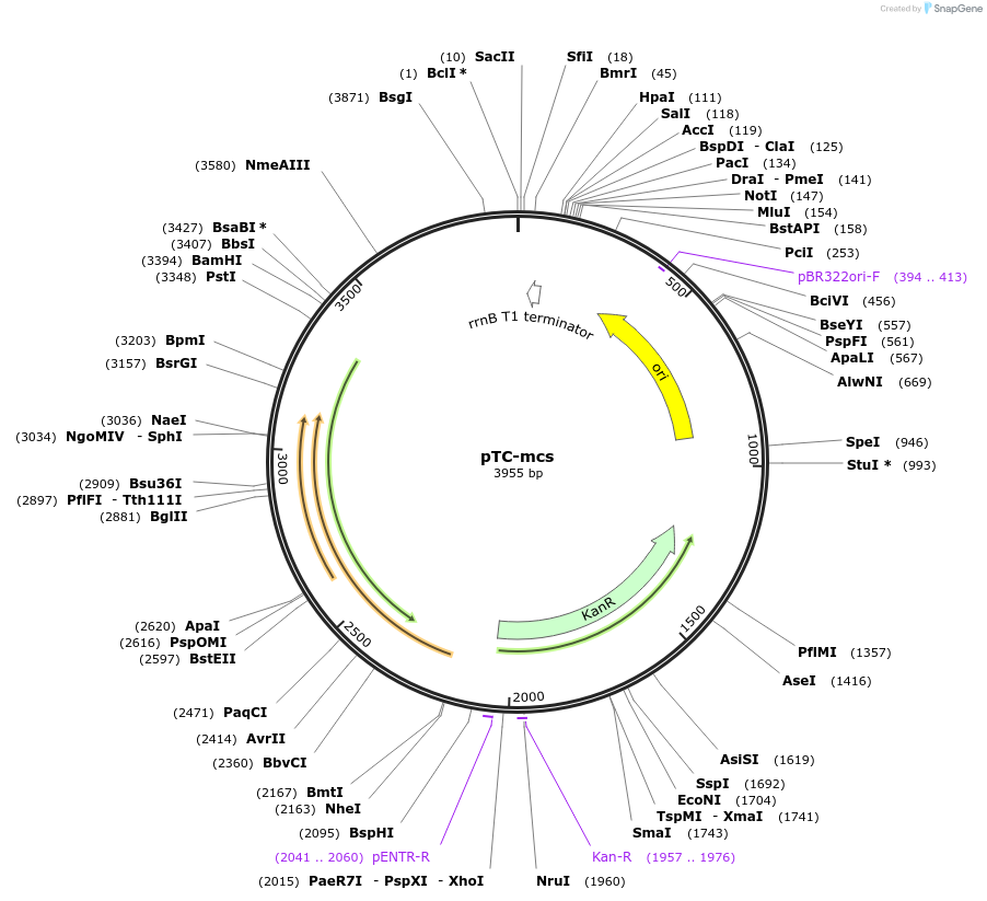 20317-plasmid-map-sequence-id-9552