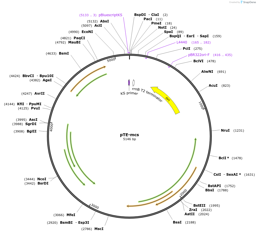 20320-plasmid-map-sequence-id-9555