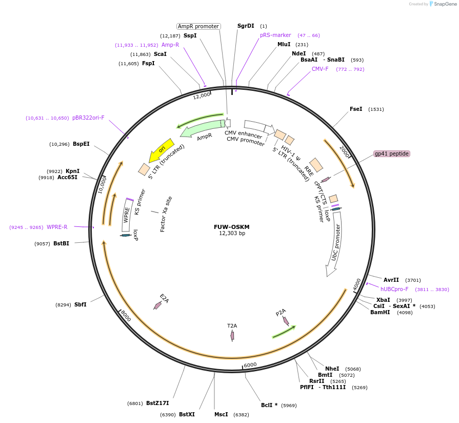 20328-plasmid-map-sequence-id-9556