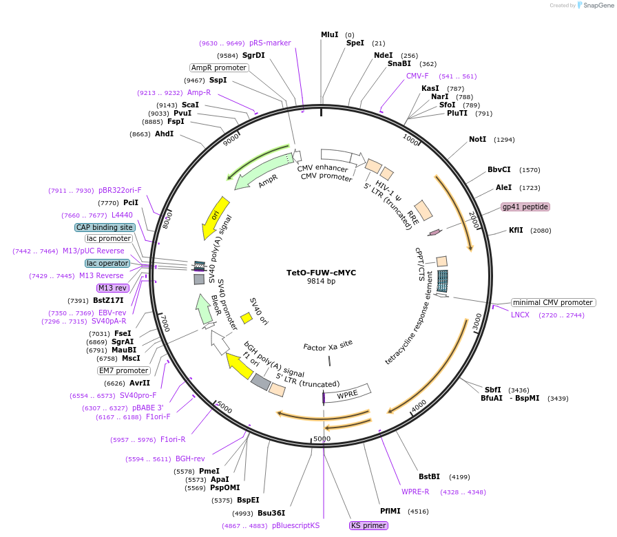 20324-plasmid-map-sequence-id-9560
