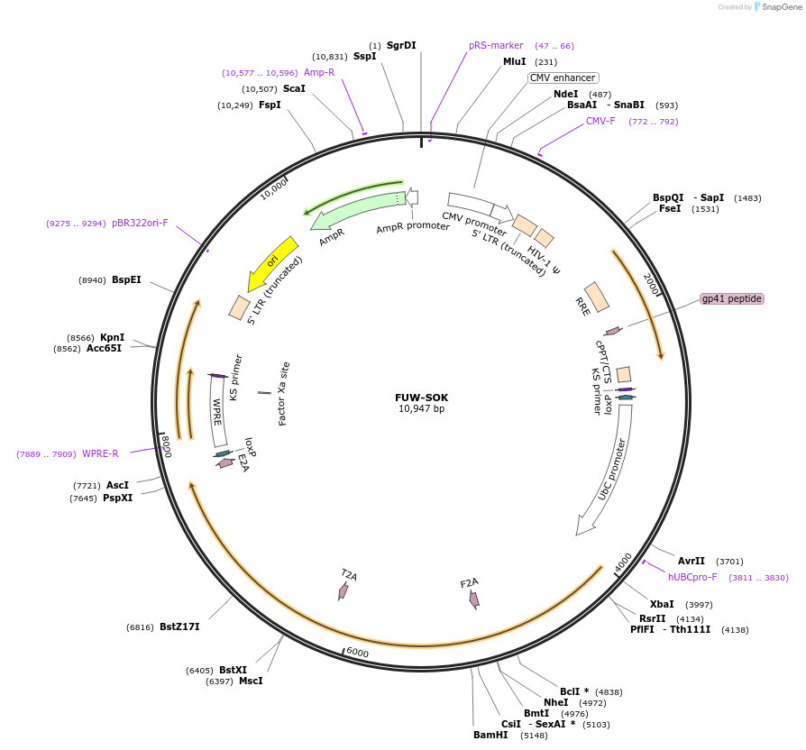 20327-plasmid-map-sequence-id-9563