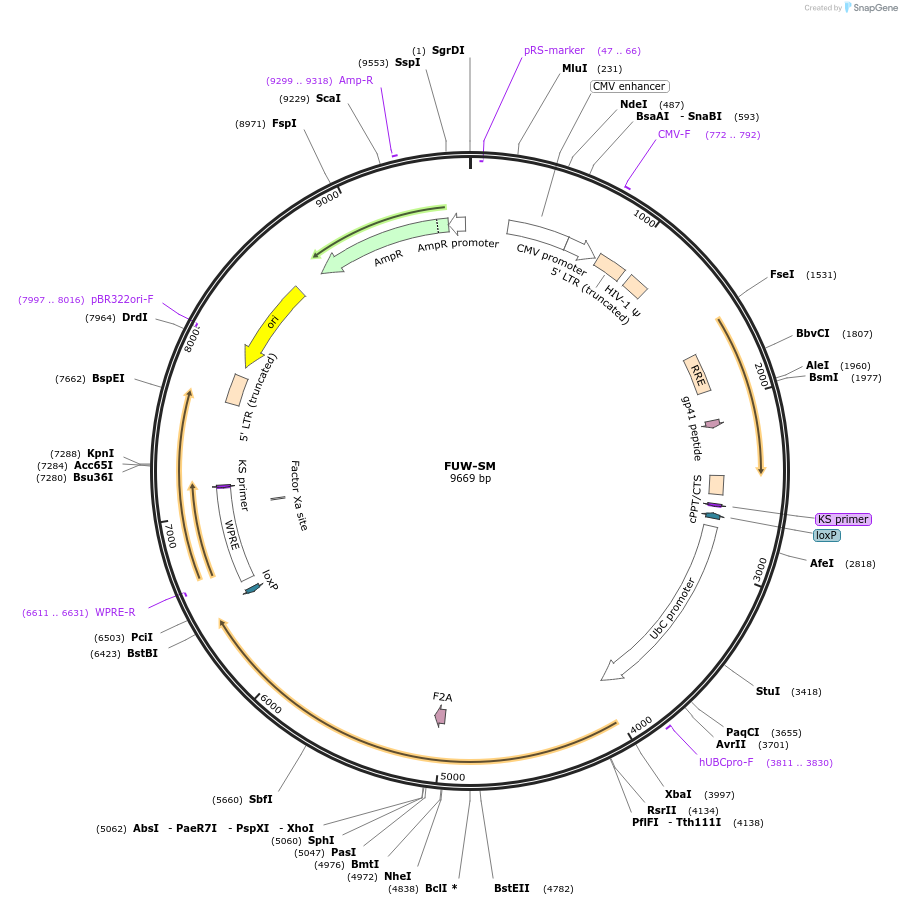 20330-plasmid-map-sequence-id-9565