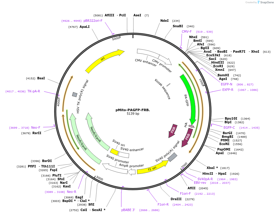 60005-plasmid-map-sequence-id-95654