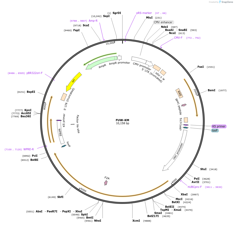 20332-plasmid-map-sequence-id-9567